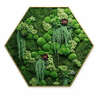 Succulent Magic