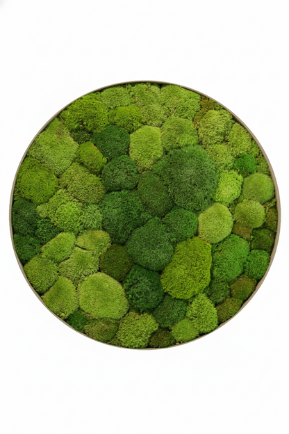 Ball Moss
