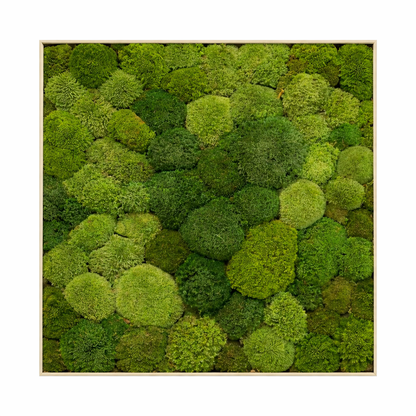 Ball Moss