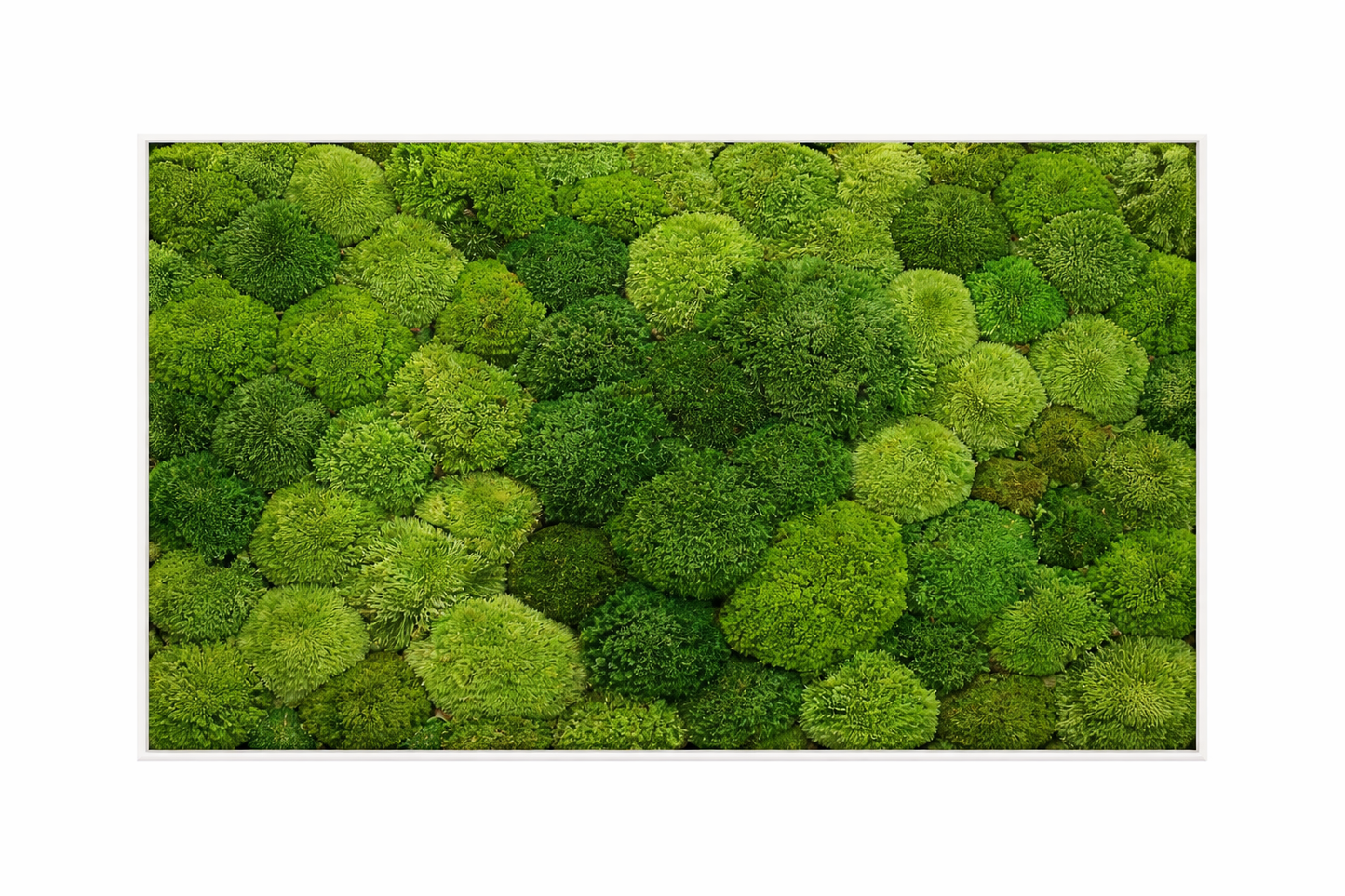 Ball Moss