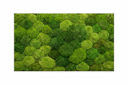 Ball Moss