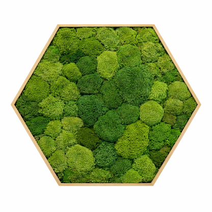 Ball Moss