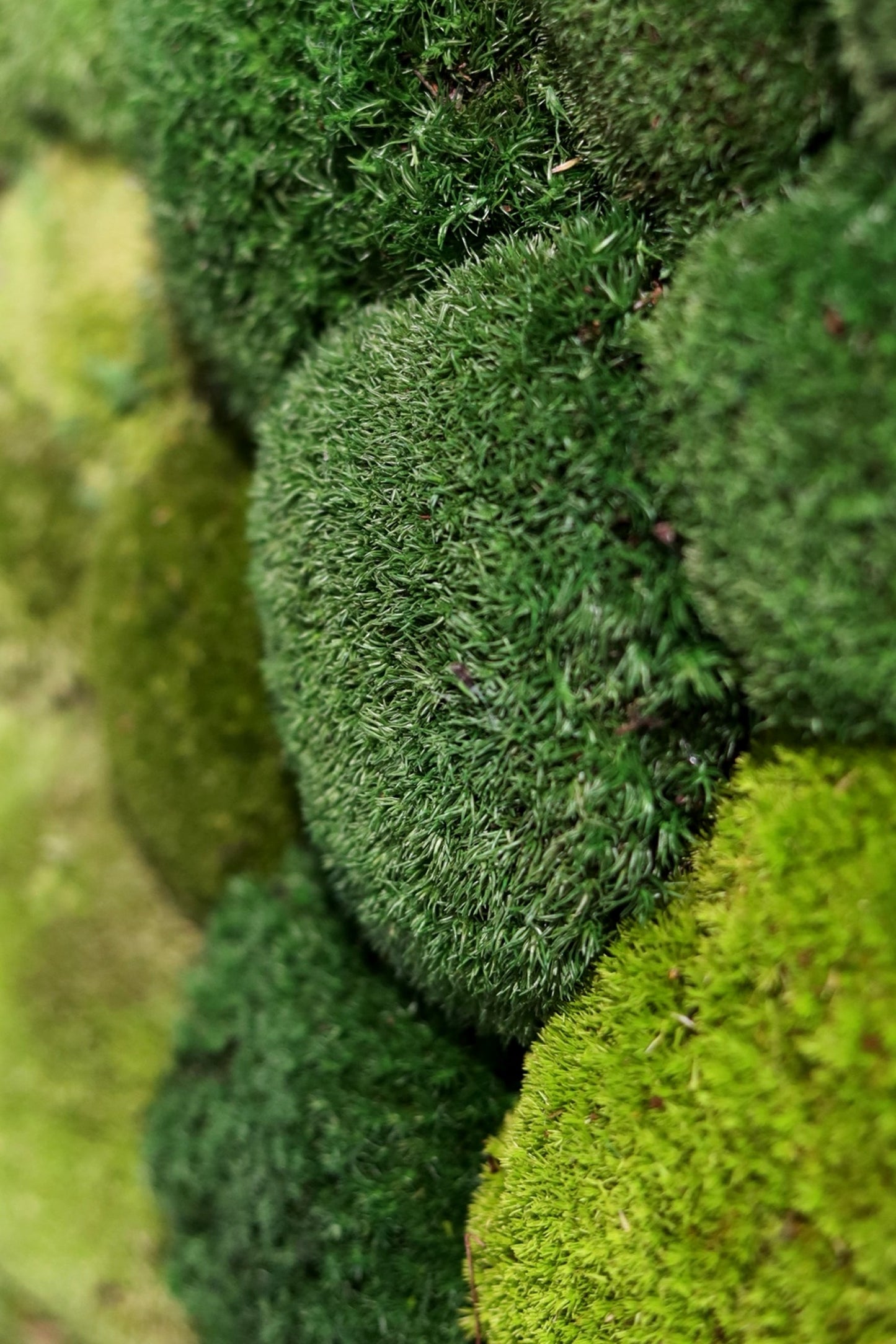 Ball Moss