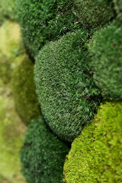 Ball Moss