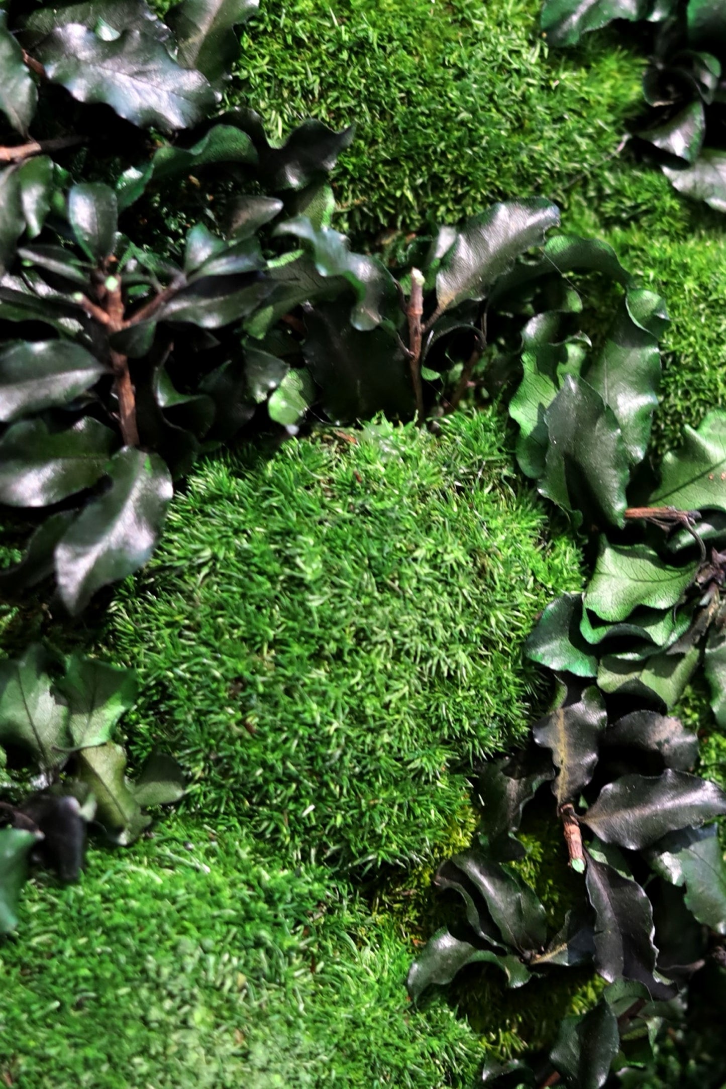 Mossy Path