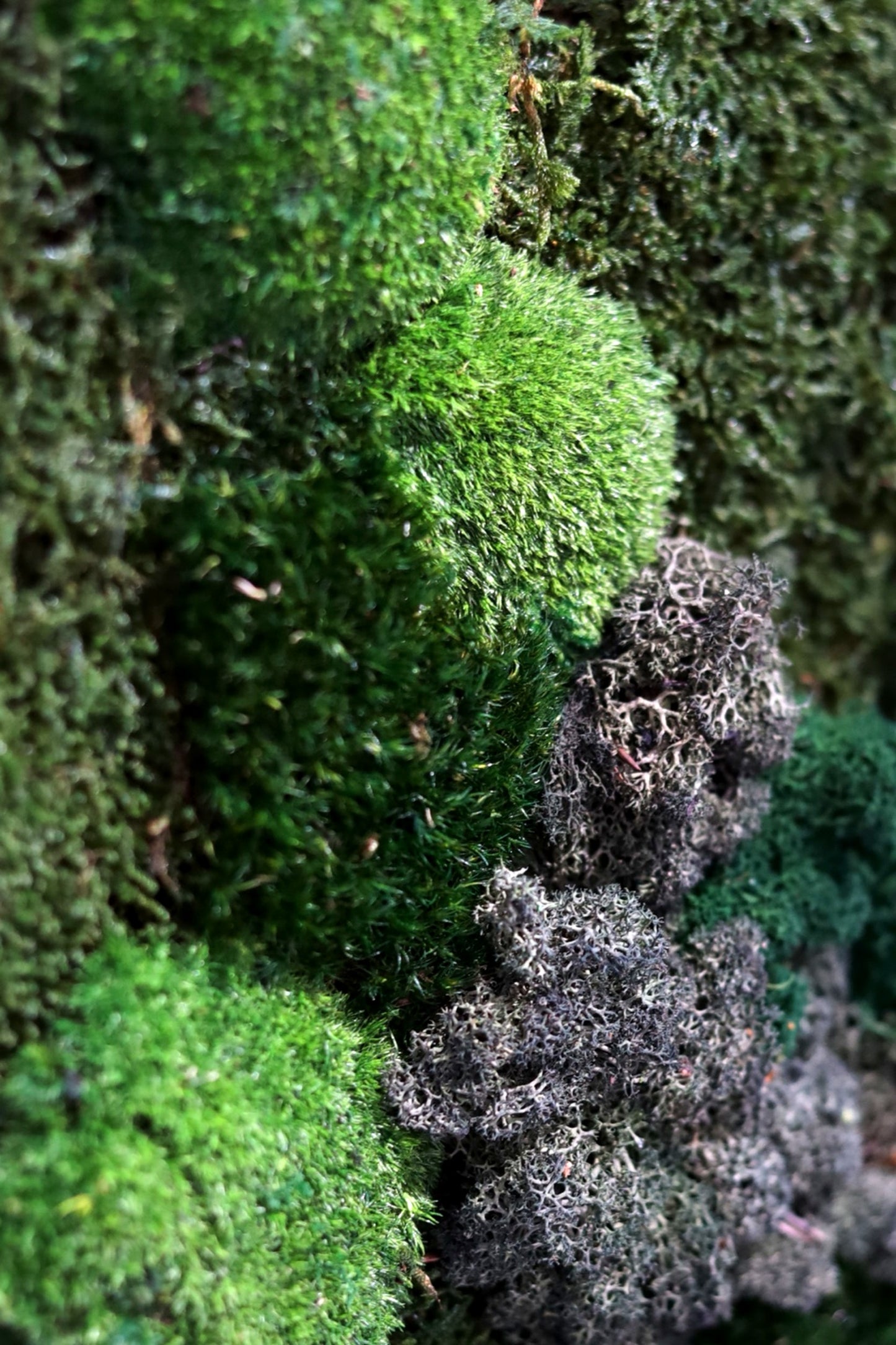 Mixed Moss Light