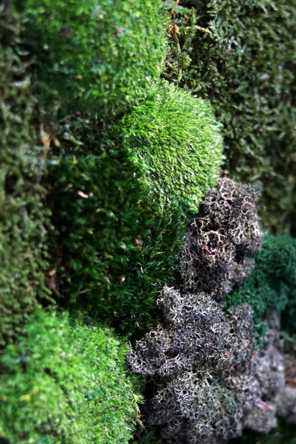 Mixed Moss Light