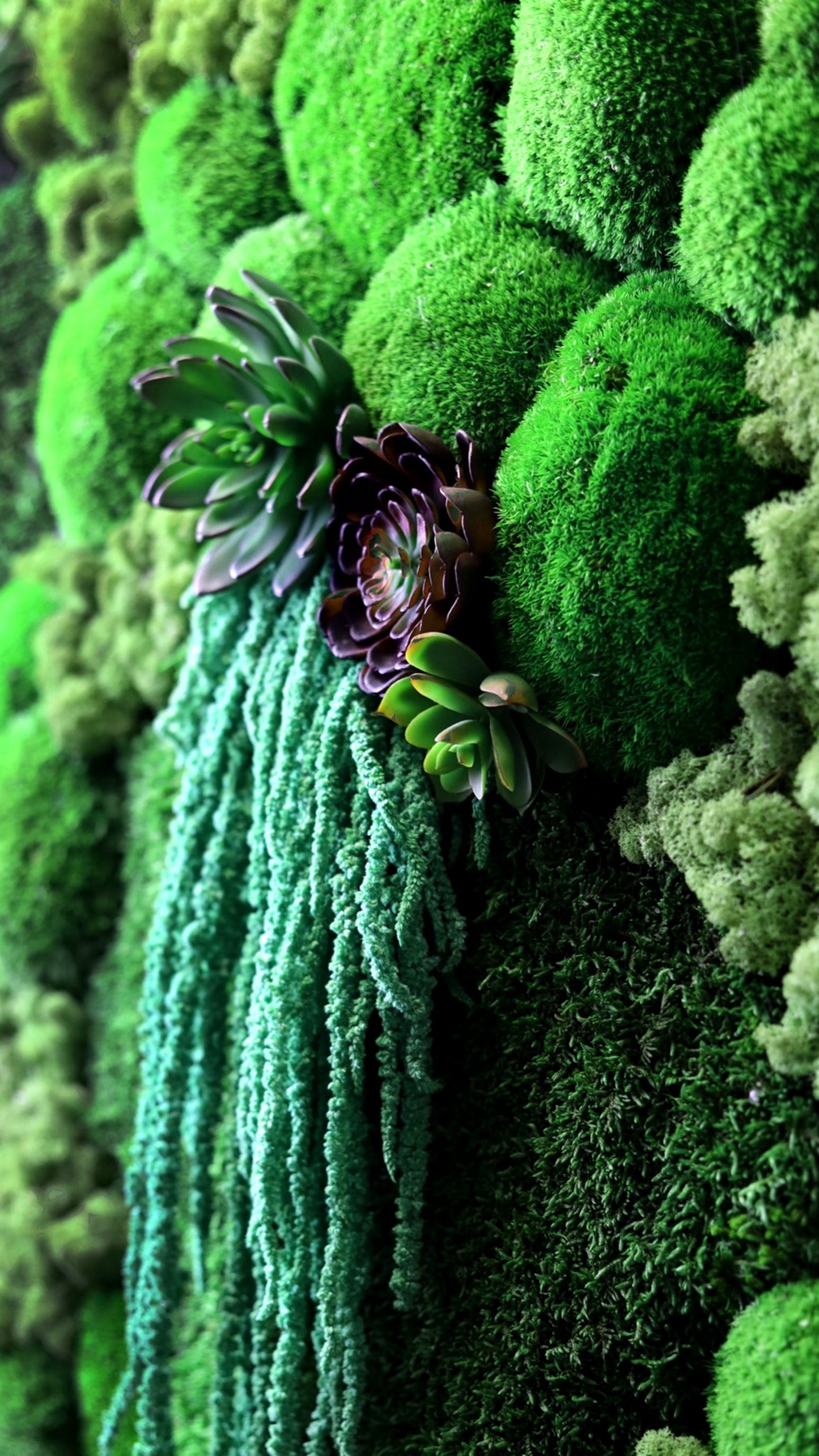 Succulent Magic